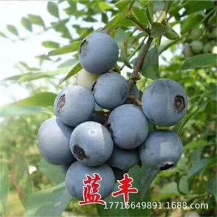 �ϸ��{ݮ�籱���Ϸ��Nֲ�ļ��̨�҃��{ݮ��������Ե��ԽY����