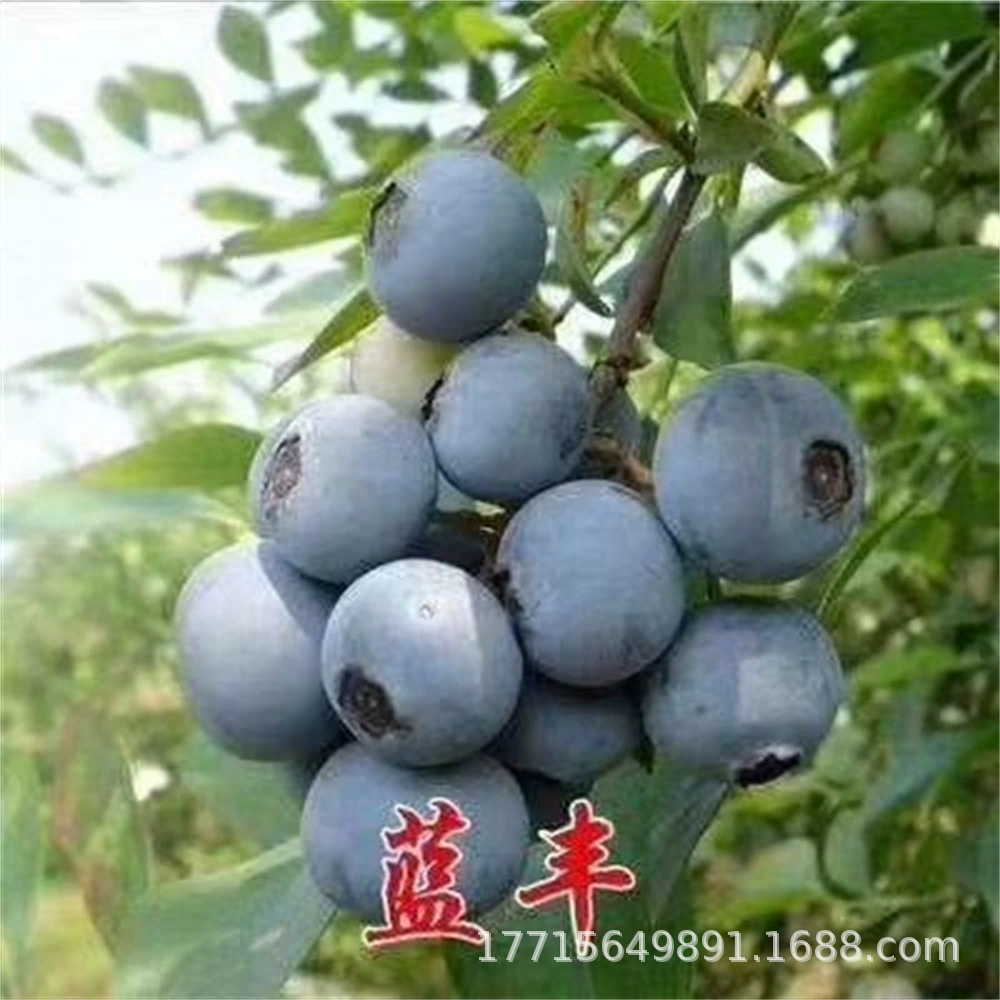 Южная Высокая рассада черники на севере юге Посадка Four Seasons Балкон Крытая рассада плодов черничного дерева в горшках Посадка плодов