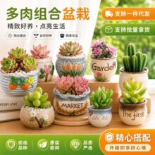 室内阳台大颗好养办公室桌面幼儿园摆件室内多肉植物组合盆栽绿植