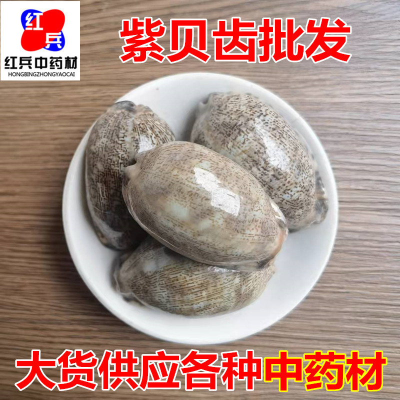Purple Cowrie Shell Zi Bei Chi Dried Mineral Herb Traditional TCM Ingredient overview
