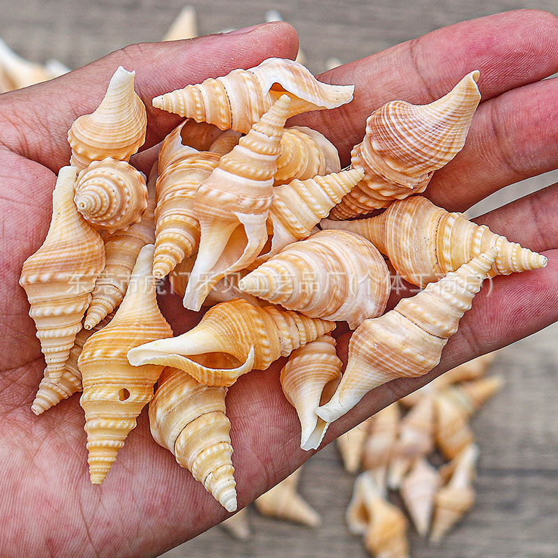 Concha Daquan natural con cera de pescado, materiales decorativos mediterráneos DIY al por mayor