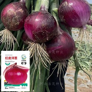 �tƤ���[�N����ɫ�A�[�L�חl���~����С����[�߲��ļ��S�����l