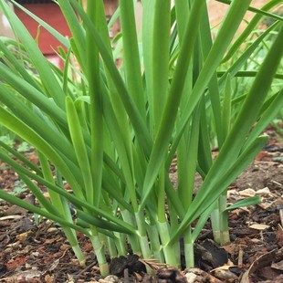 �׸��²˷N���ļ��ɲ����~�²����߲˷N���̨�����҃���ͥԺ�׷N