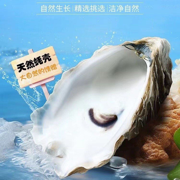 Oyster Shell Punch-Hole Decoration Pieces, Clean and Odorless, DIY Materials for Painting and Crafts, Natural and Eco-Friendly