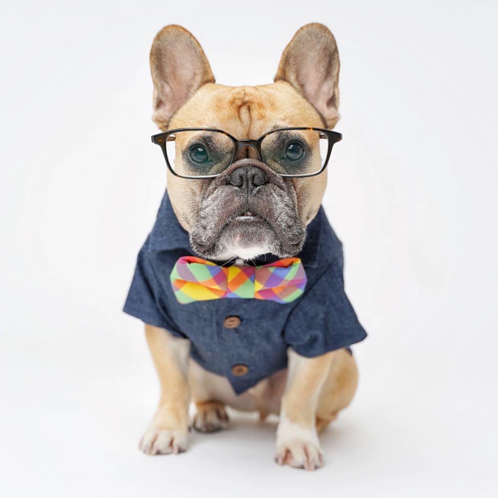 hawaiian shirt for dog