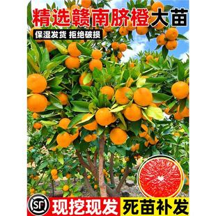 ���Ә���~�ɠ��M��Ě��Ѫ�ȼt���˼޽ӹ����ش�����ͥԺ�ϱ��Nֲ