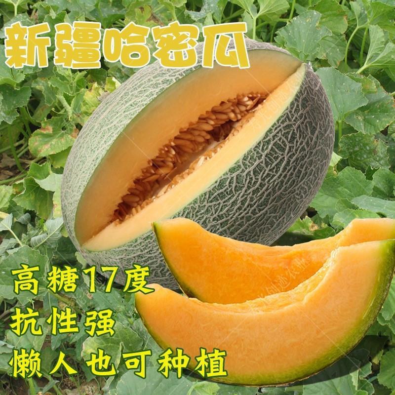 Xinjiang Reticulated Cantaloupe Seeds Sown in All Seasons Fruit Cantaloupe Melon Fragrant Watermelon Balcony Vegetable Seeds