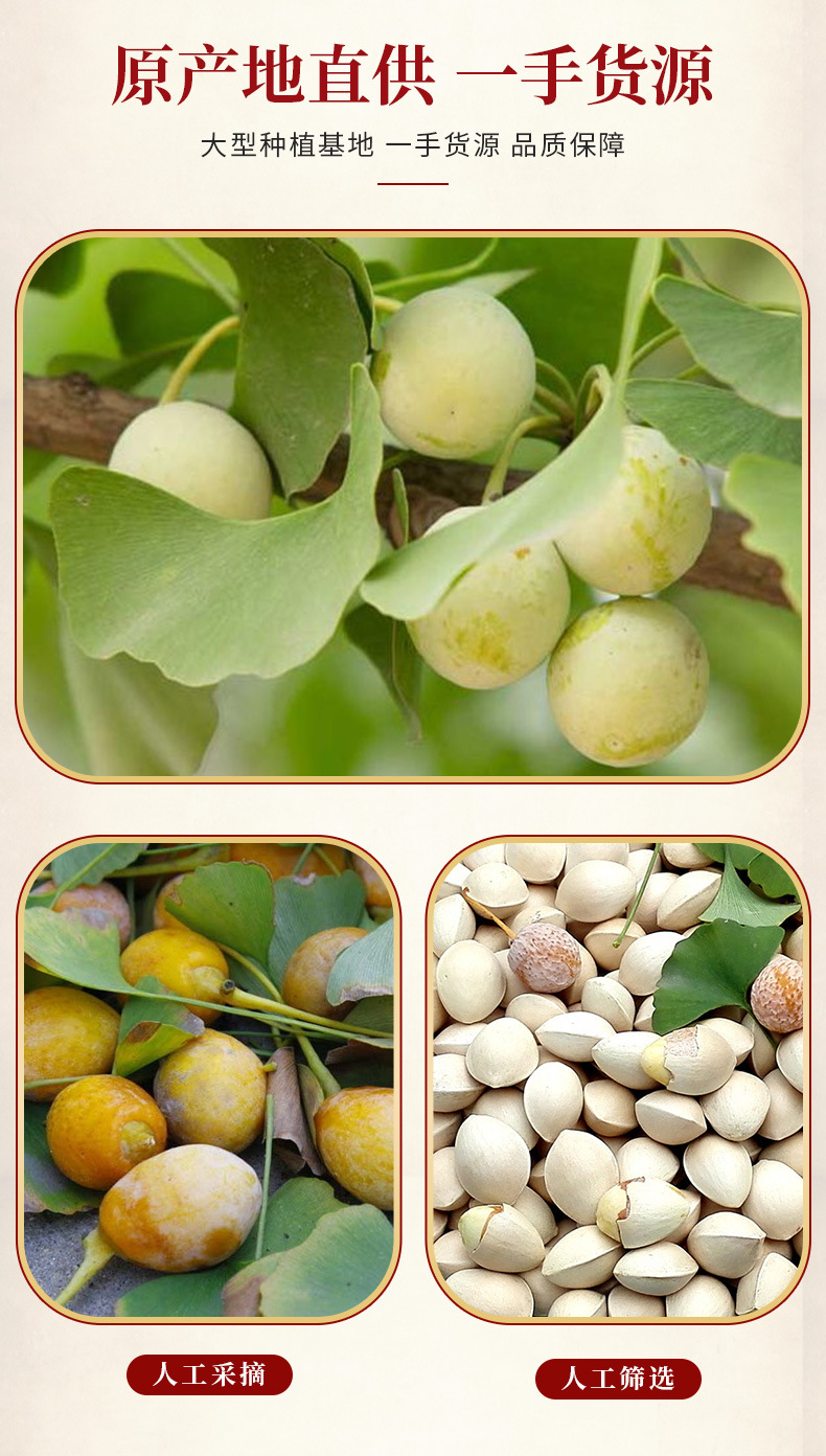Dried Ginkgo Nut Kernels Bai Guo Ren Peeled Boiled Ginkgo biloba Seeds 500g Culinary and Herbal Use overview