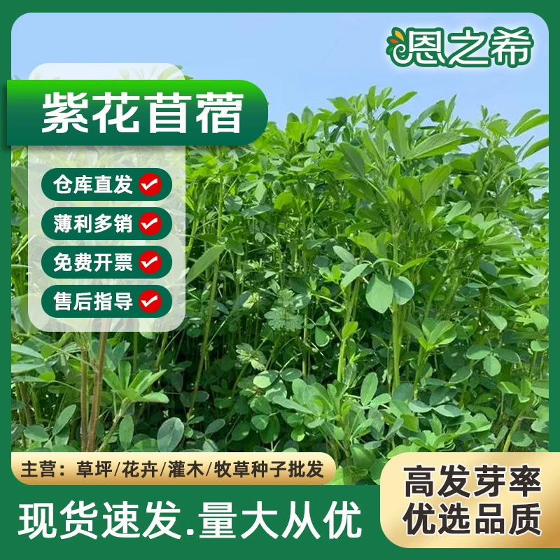 Оптовая Семена Люцерны Свинья Крупный Рогатый Скот Овцы Кролик Курица Утка Гусь Многолетнее Разведение Кормовая Люцерна Семена Травы Рыба Семена Трав