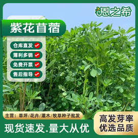 批发紫花苜蓿种子猪牛羊兔鸡鸭鹅多年生养殖牧草苜蓿草籽鱼草种籽