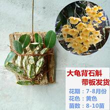 带板载好石斛兰洋兰带木桩木板石斛盆栽绿植金钗玫瑰报春鼓槌石斛