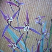 细叶寒兰兰花盆栽植物花苗带苞浓香客厅室内四季春兰金边矮种墨兰