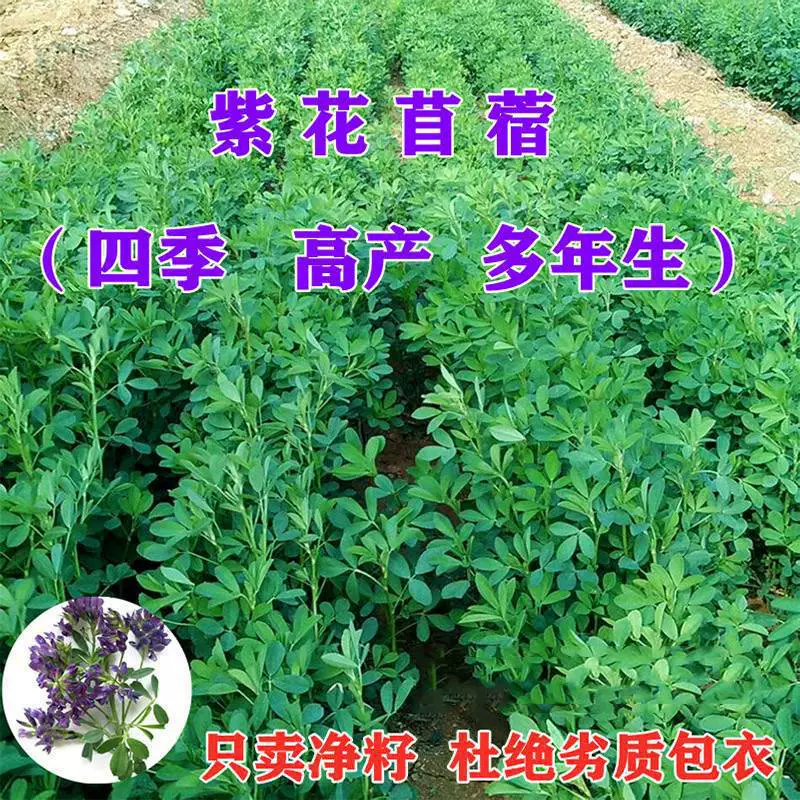 Семена люцерны для кормления свиней, крупного рогатого скота, овец, кроликов, кур, уток и гусей многолетние четырехсезонные высокоурожайные кормовые семена семена рыбы и травы