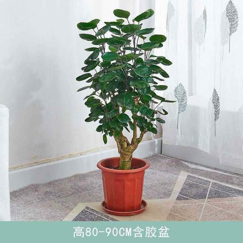 Large Potted Indoor Plant for Living Room or Office, Money Tree with Round Leaves, Good Plant for Prosperity