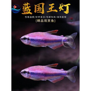 �{�������ʺ���@�������Ꭷ�~�^�p�~С�͟��~���w�ݸ�Ⱥ���~���]