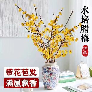 �D÷����֦�����ͺ��������m��ˮ��ֲ���r�л���ˮ��÷��֦������