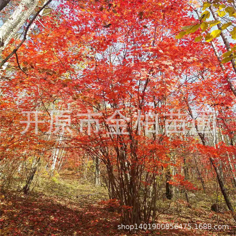 常年批发东北紫花槭10-30公分多分枝丛生九角枫乡土树种九角枫