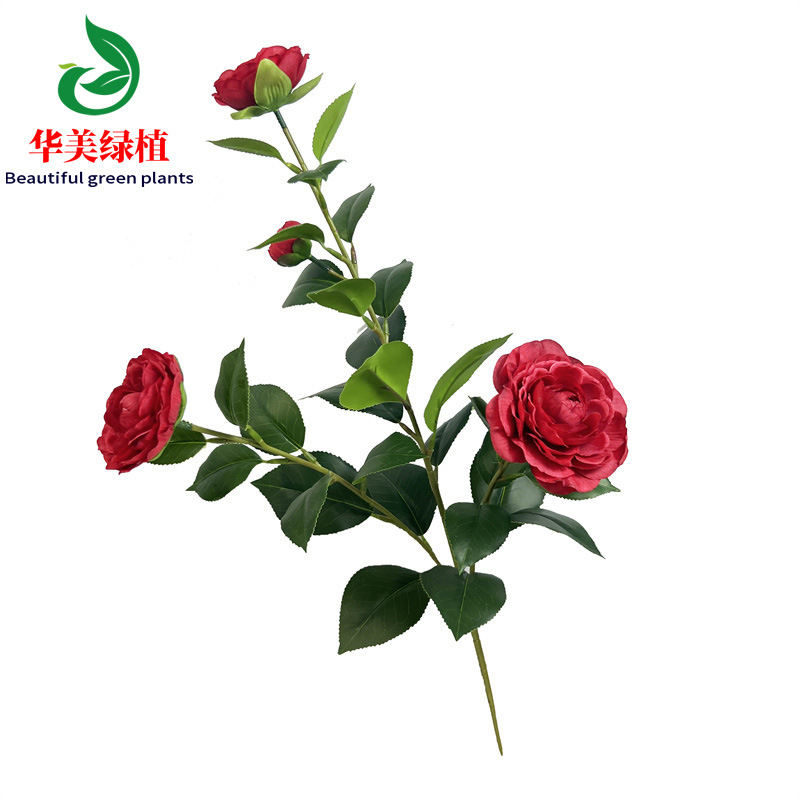 홍차꽃 3갈래 높이 53cm 잎 29개 꽃 4개