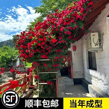 �ٱ��¼������ɫ��ɳ��ʯ���ٴ����л����ش��Nޱֲ���ļ��_��