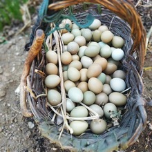 �߲�ɽ�u�����r�r��ɢ�B���u�������oʳ�Y���b���l���rֱ�l