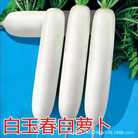 三尺白玉大白萝卜种子秋季蔬菜籽种种植长白萝卜种籽蔬菜种子大全