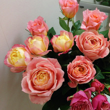 一件代发苹果运气月季花大苗运气爆发多头强香阳台庭院四季玫瑰盆