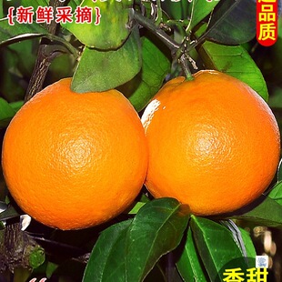 �����M��Ě�����r���Ӯ���ˮ���ք��������ӱ�����ȴ��������]