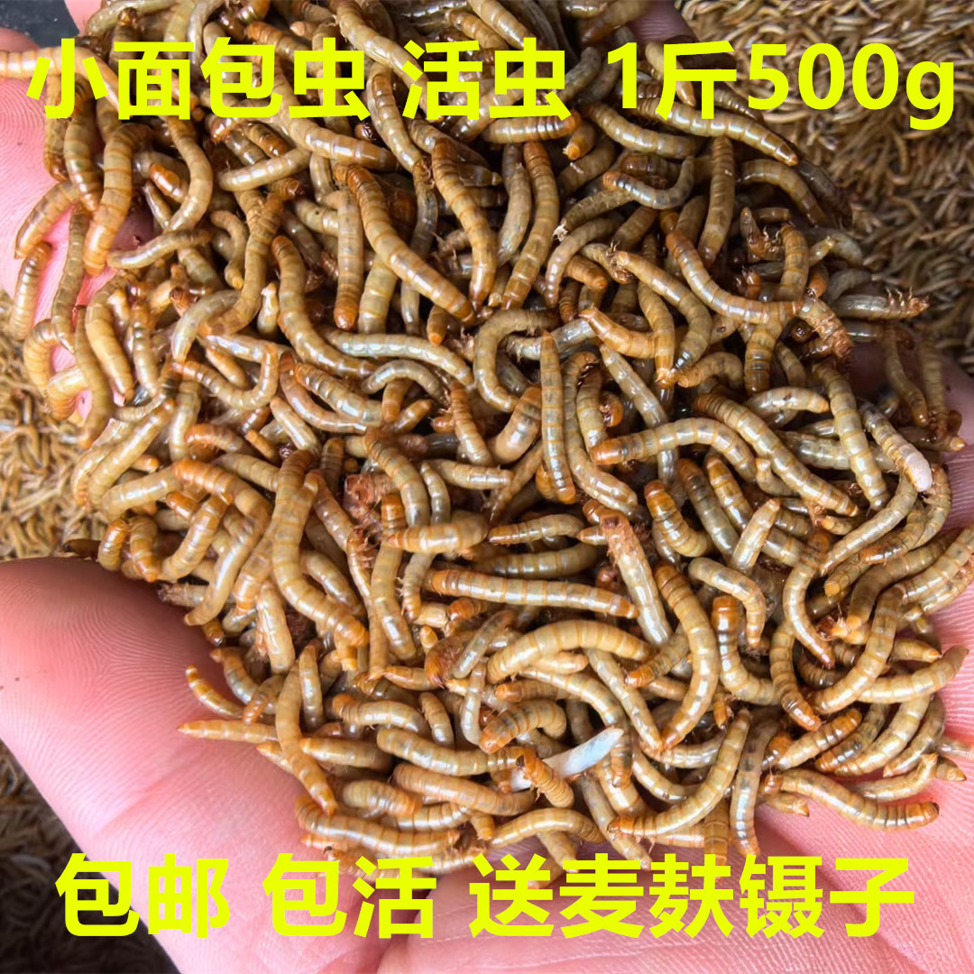 QQ图片20241011125126_副本