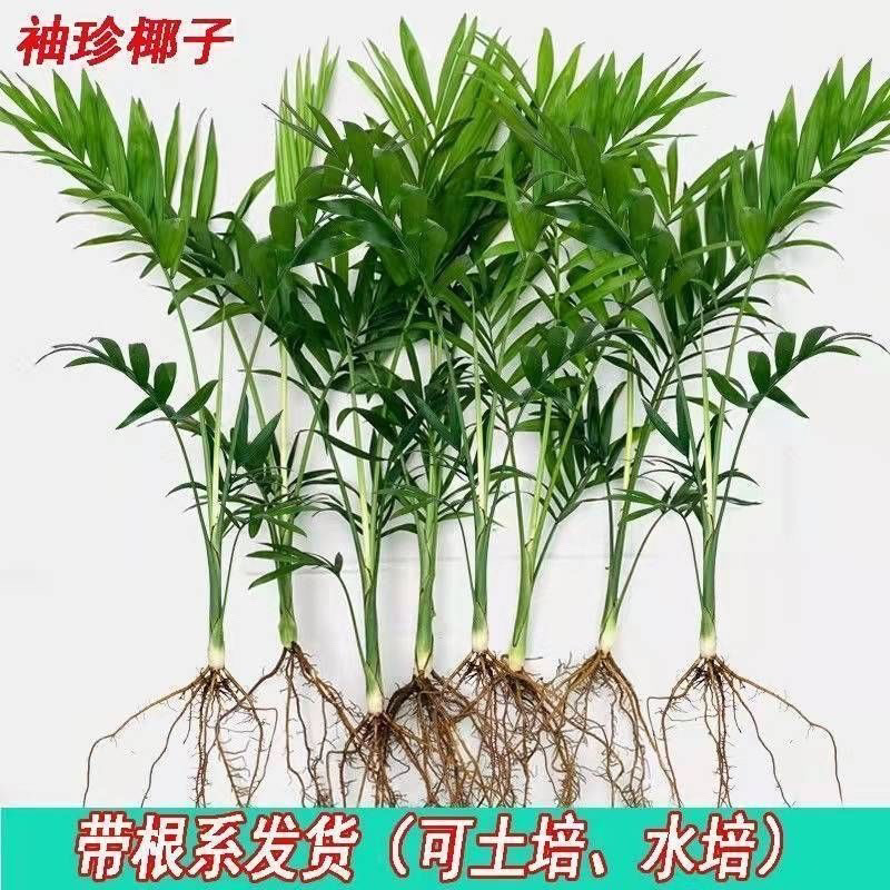 포켓코코넛 [모기퇴치제] 진행중