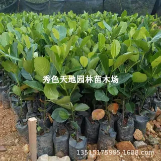 印尼红肉菠萝蜜树苗泰国8号泰国12号马来西亚一号珍珠菠萝蜜树苗