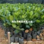 印尼泰国红肉珍珠树苗