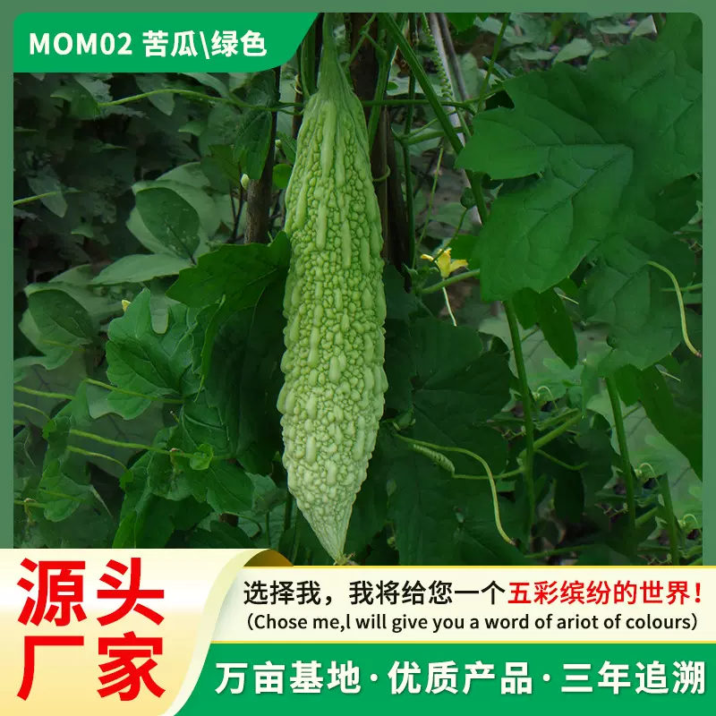 家用蔬菜种子家庭阳台种植小苦瓜种籽耐热易成活种苗芽率高