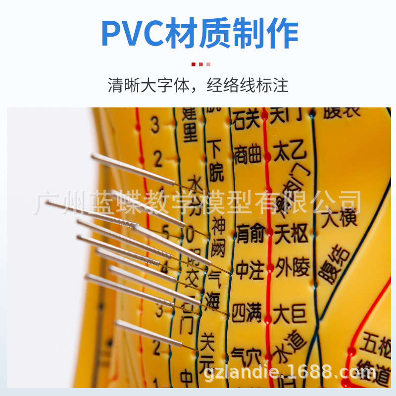 52 62CM�����������ͭģѨλ����ģ�����Ѩλ��ѧģ������ģ��