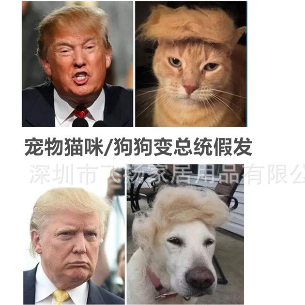 宠物猫咪狗狗变总统假发川普宠物假发宠物假发变身装宠物COS搞怪