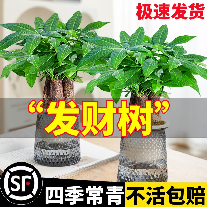 Money Tree Plant Office Desktop Small Green Plant Living Room Balcony Hydroponic Money Tree Absorbs Formaldehyde and Is Easy to Grow Potted Plants