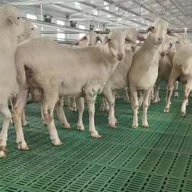塑料羊粪板羊床漏粪板波尔山羊羊圈建设养羊专用
