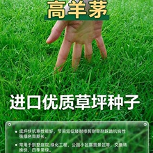 高羊茅草籽耐寒草坪种子四季青护坡绿化黑麦草早熟禾耐践踏庭院草