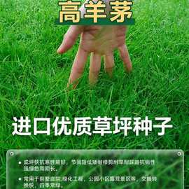 高羊茅草籽耐寒草坪种子四季青护坡绿化黑麦草早熟禾耐践踏庭院草
