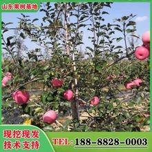 新西蘭蘋果樹苗廠家現挖保濕早熟蘋果樹 嫁接3公分/4公分矮化蘋果
