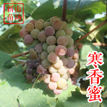寒香蜜葡萄苗 高抗 摩尔多瓦 无核葡萄苗 阳台葡萄扦插葡萄树苗