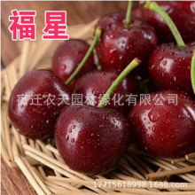 ����܇���Ә�����Ҙ��m�Ϸ������Nֲ����ͥԺ����Ѵ������