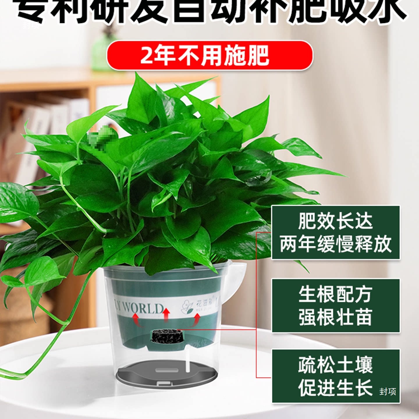 自动补肥吸水绿萝盆栽室内植物花卉长藤大叶绿箩水培绿植新房绿罗
