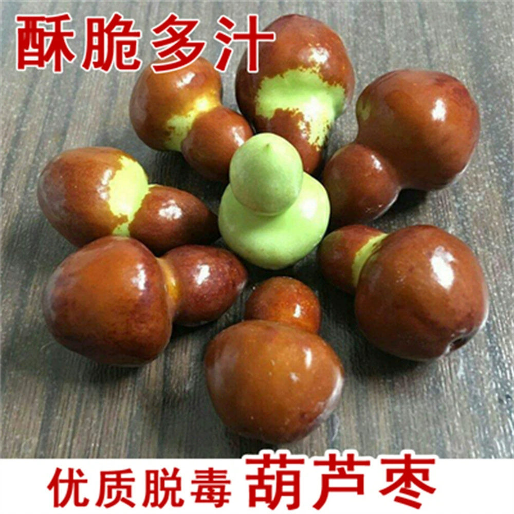 Мармелад Дерево Живая рассада Прививка Тыква второго поколения Мармелад Экстра-Большой хрустящий сладкий мармелад Посадка в горшке Саженцы фруктовых деревьев на юге и севере