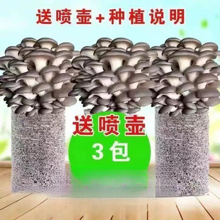 ���N�ҷNĢ��������ͥ�҃ȷNֲʳ�þ�����������