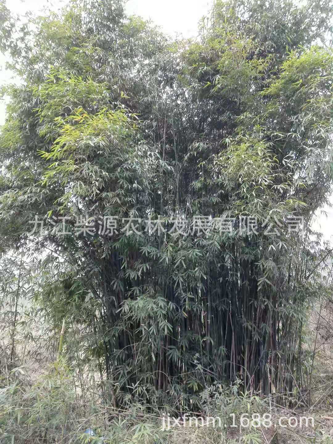 【大量】竹子水竹 青皮竹 毛竹 罗汉竹 刚竹 紫竹 实心竹 窝竹-阿里巴巴