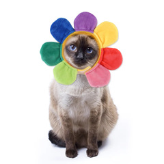 新しいモデルのペットの太陽の花の七色の帽子のテディは花の頭を飾って猫の頭を飾ってペットの用品をかぶせます。