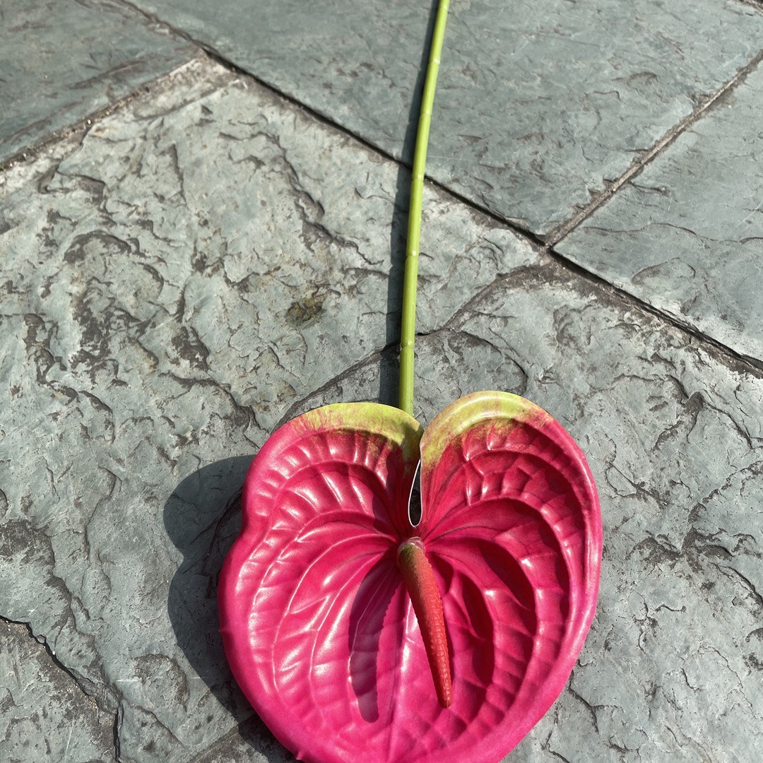 Pequeña palma roja Rose Red