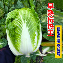 ��ꖴ�ײ˷N������N�Ĳ�50�����쿹���͸ߜ��ļ��߲˷N��������