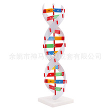 X3496 DNA�ṹģ�ͼ�����������ģ�� �������Ǻ���ģ��