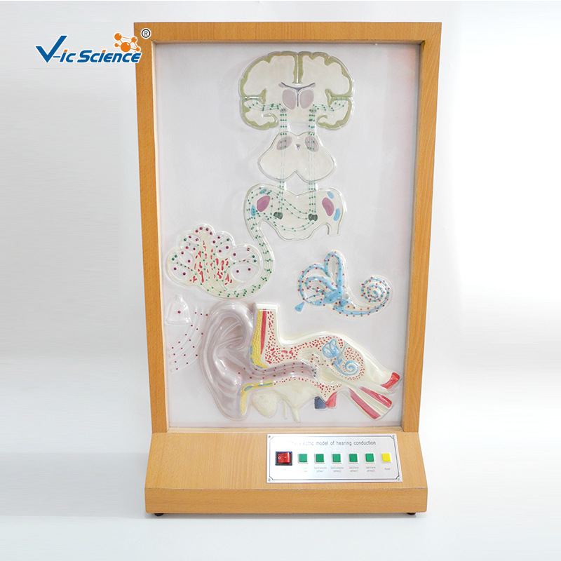 听觉传导电动模型 高质量医学教学模型 生物教学仪器器材